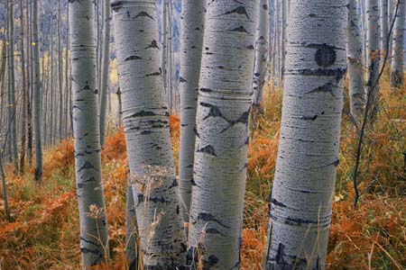 aspens