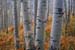 aspens